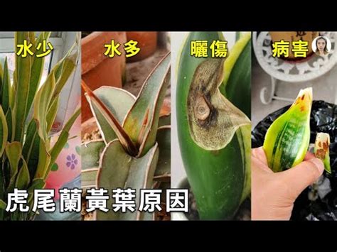 虎尾蘭 葉子變黃|【虎尾蘭葉子變黃】虎尾蘭葉子發黃，到底是怎麼回事？一招輕鬆。